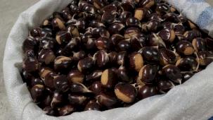 Kuzu Kestane pazara indi