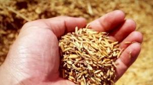 Ürünlerin çürütüldüğü iddialarına TMO'dan yanıt