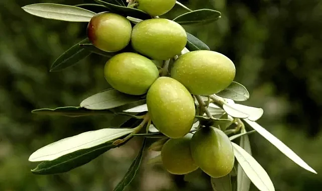 Zeytinde rekolte beyanı başlıyor... Beyan vermeyenden ürün alınmayacak!
