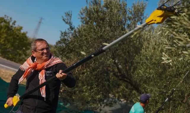 Ayvalık'ta belediye zeytinliklerinde ilk hasat
