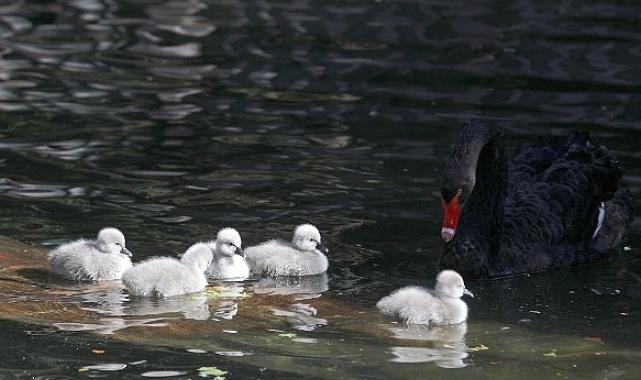 Çankaya'ya 29 Ekim Sürprizi: Cumhuriyet Bayramında Kuğulu Park Ailesine 5 Kuğu Daha Katıldı
