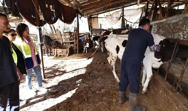 Denizli mastit hastalığıyla mücadele ediyor... İlk doz aşılar yapıldı