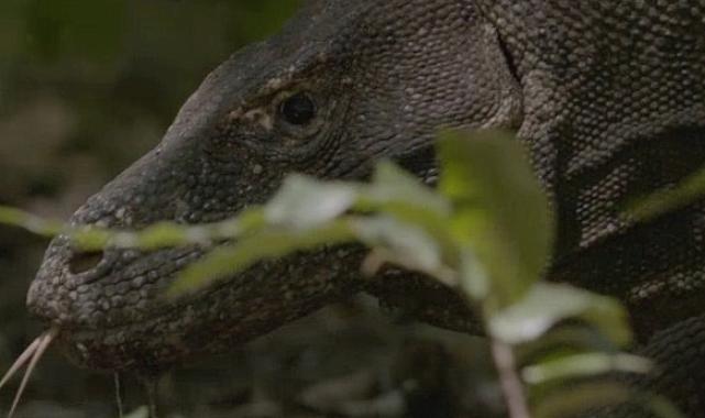 Dünyanın En Büyük Kertenkelesinin Mücadelesini Anlatan 'Ejder Günü' 6 Ekim Pazar Günü 20.00'de National Geographic WILD Ekranlarında!