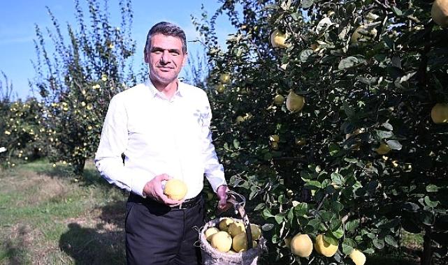 Hasat Başladı, Şimdi Eşme Ayva Festivali Zamanı