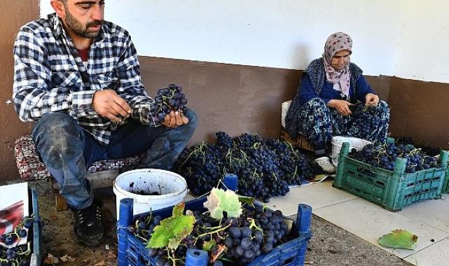 İzmir Büyükşehir Belediyesi 10 ton Kavacık üzümü dağıtıyor