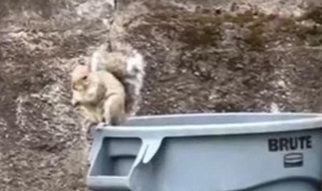 Kedi köpek yok ama... ABD'de sokakta dahi yürürken karşılaşılan ilginç yabani hayvanlar