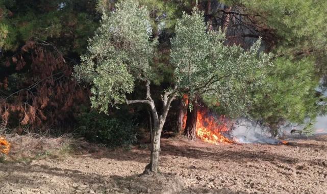 Mudanya Çağrışan'da tarım arazisinde çıkan yangın korkuttu