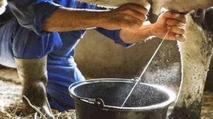 Ağustos'ta süt ve süt ürünlerimi arttı