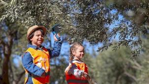 Aliağalı Minik Öğrenciler Şakran'da Zeytin Hasadı Yaptı