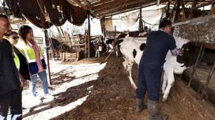 Denizli mastit hastalığıyla mücadele ediyor... İlk doz aşılar yapıldı