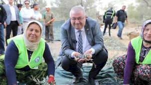 Edremit Belediyesi'nde zeytin hasadı başladı