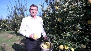 Hasat Başladı, Şimdi Eşme Ayva Festivali Zamanı