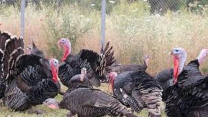 Hindi eti üretimi 8 ayda yüzde 17,1 arttı