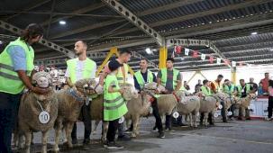 İnegöl'de Koç Ve Tavuklar Kıyasıya Yarıştı