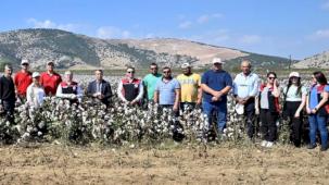 İzmir Torbalı'da teşvikli tarlalarda pamuk hasadı