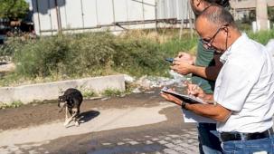Sahipsiz Köpek Popülasyonu Yönetimi İzmir Eylem Planı uygulanıyor