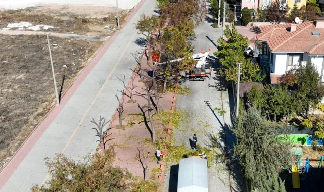 Konya Selçuklu'da ağaçlar budanıyor... Atıklar kompost gübreye dönüştürülüyor
