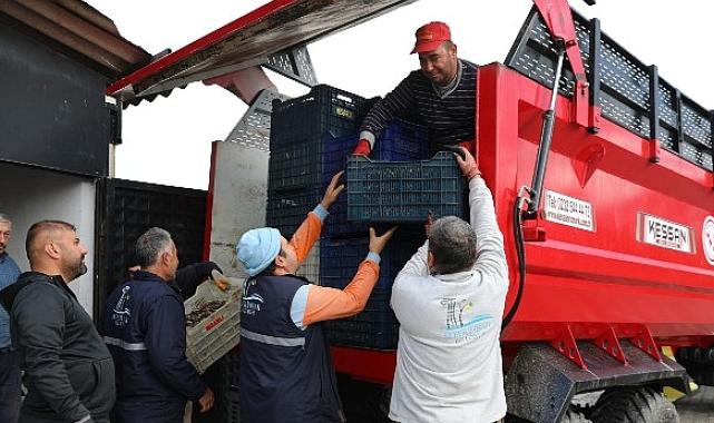 Seferihisar'da Zeytinyağı Sezonu Açıldı