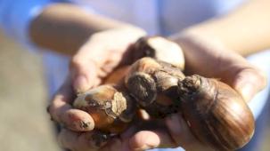 Antalya Büyükşehir'den kadın girişimcilere tarımsal destek