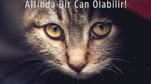 Araca binmeden önce kaputa vur