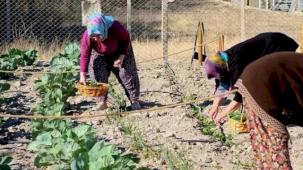 İzmir Bornova'da ilk hasat gerçekleşti