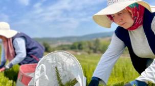 TABİP'te sezonun hasadı tamamlandı