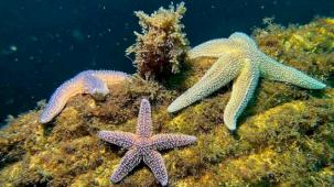 Yapay Resifler bir yılda 33 farklı deniz canlısına yuva oldu