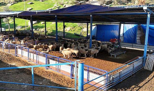 Başkan Çerçioğlu'nun aile tipi koyunculuk projesi her geçen gün büyüyor