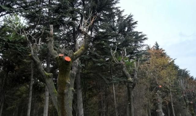 Eskişehir Büyükşehir'den ağaçlara kış bakımı