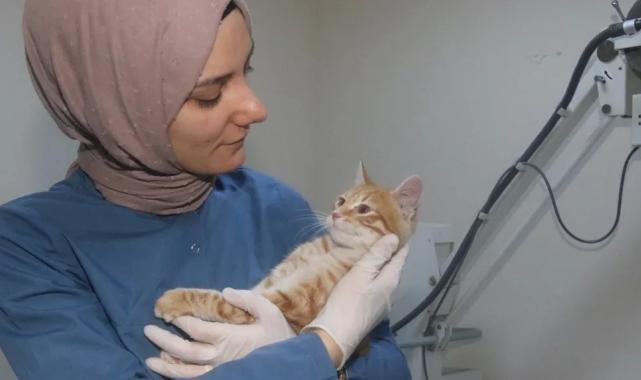 Kocaeli Büyükşehir patili dostlara sahip çıkıyor