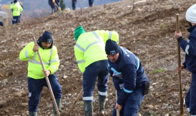 Kocaeli'de 4 bin ağaç toprakla buluşturuluyor