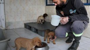 Bursa Nilüfer’deki sahipsiz canlar sıcak yuvalarını bekliyor