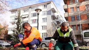 Çankaya parkları çiçek açıyor