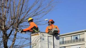 Eskişehir Büyükşehir'den ağaçlara kış bakımı