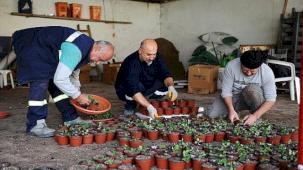 Karşıyaka Belediyesi'nin serasında binlerce çiçek yetişiyor