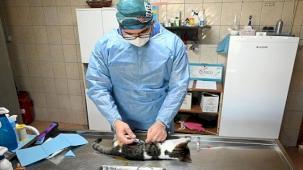 Kemer'de Kasım ayında 200 hayvan kısırlaştırıldı