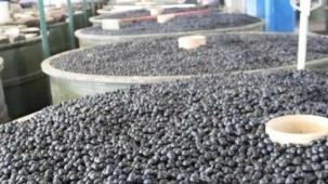 Marmarabirlik'in yeni ödeme belli oldu... Zeytin üreticisine üçüncü dilim ödemeler 6 Aralık'ta