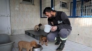 Nilüfer'deki sahipsiz canlar sıcak yuvalarını bekliyor