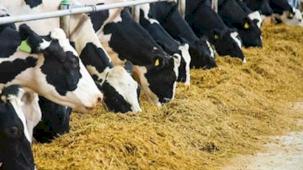 Tarımsalda en yüksek girdi hayvan yemi