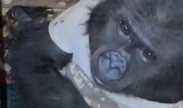 Ufaklığın durumu şu an iyi... Eve geri dönecek!