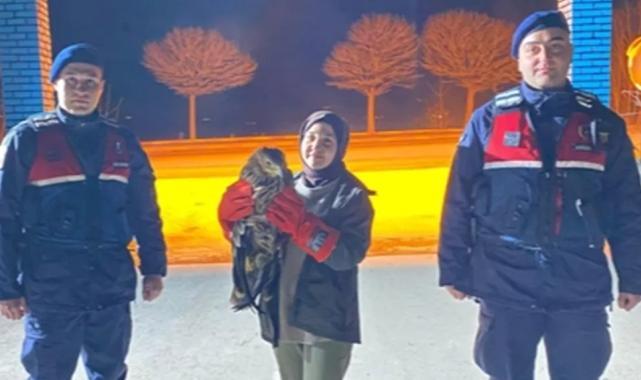 Eskişehir'de yaralı kızıl şahin tedaviye alındı