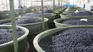 Marmarabirlik ortaklarına 22 milyon TL daha ödeyecek