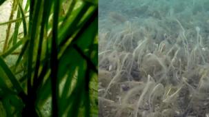 Marmara'daki müsilaj pinaları etkilemeye başladı