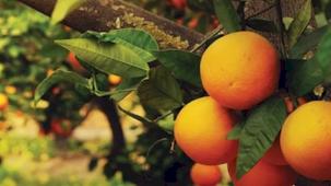 Turunçgiller tarım ürünlerinin gözdesi