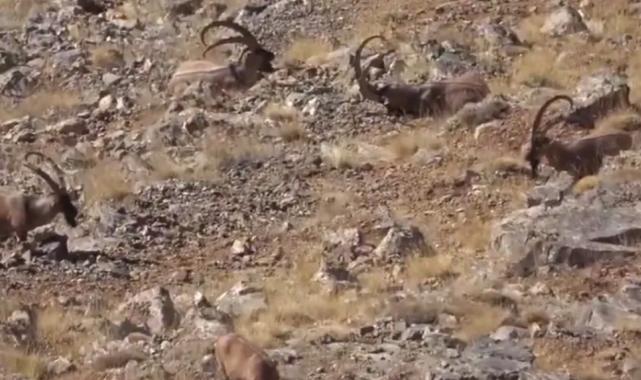 Yasadışı avcılık cezasız kalmadı!