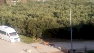 Mudanya'da başıboş köpeklerin 'sürü' tedirginliği!