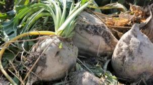 Pancar üreticilerine 6,2 milyar TL daha ödeme yapılacak