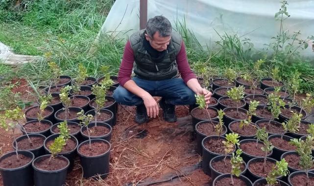 Çeşme Damla Sakızı üretimi yaygınlaşıyor