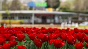 Bursa'da parklar lale ve çiçeklerle renklendi