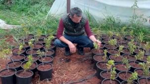 Çeşme Damla Sakızı üretimi yaygınlaşıyor